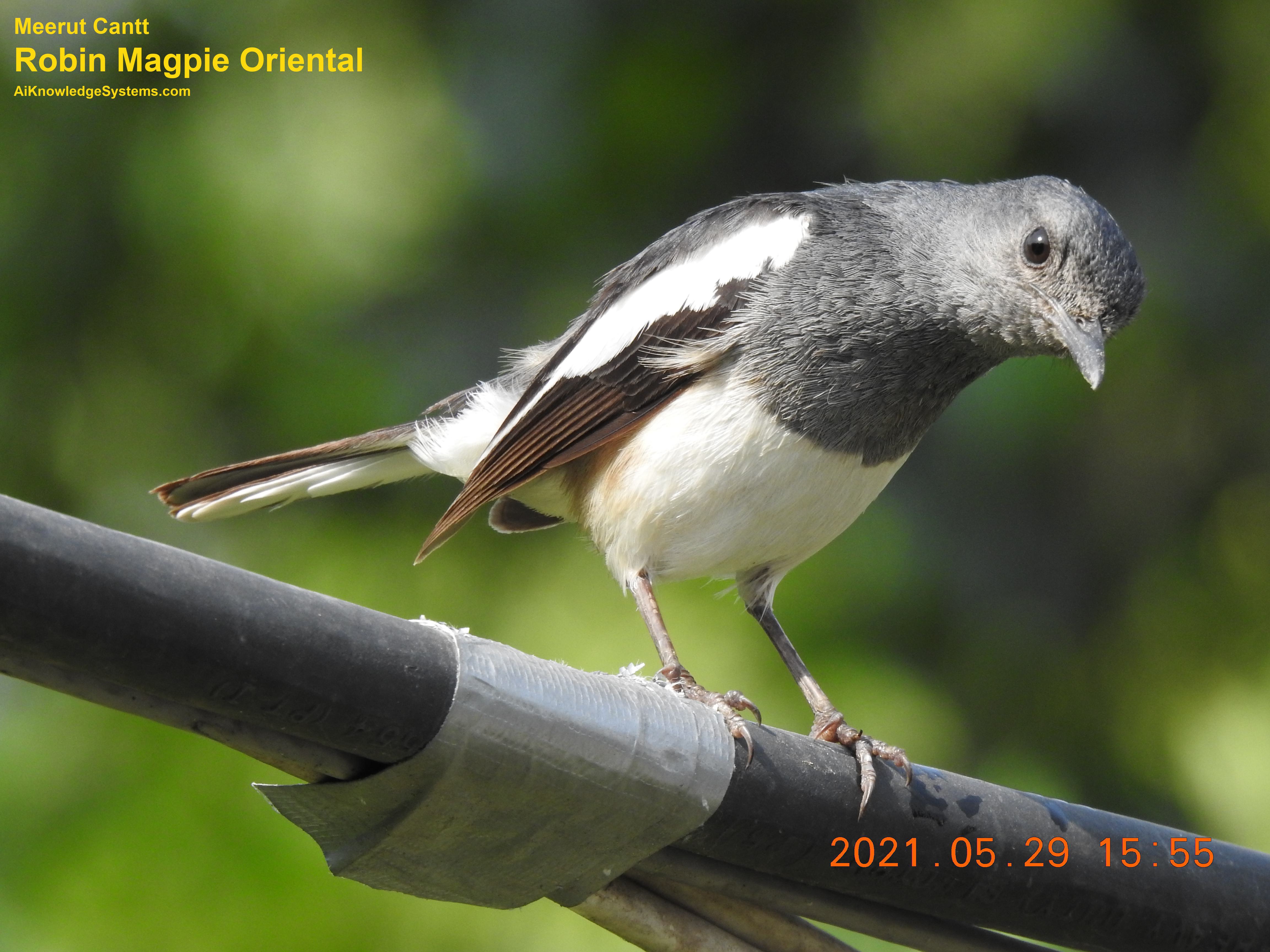 Magpie Robin (54) Coming Soon